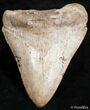 Inch Megalodon Tooth - Unusual Color #2498-1
